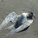 White-fronted Tern