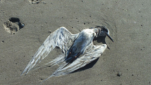 Spotting Image 1