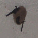 Brown Bat