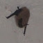 Brown Bat