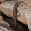 Large Psammodromus Lizard