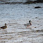 Mallard