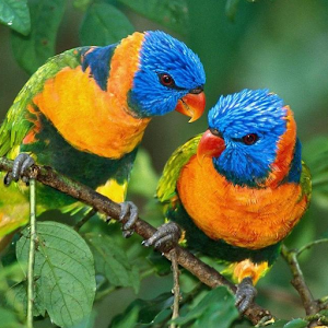 Birds Wallpapers.apk 1.0