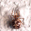 Triangulate cobweb spider