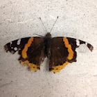 Red Admiral Butterfly