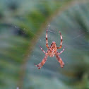 wolf Spider