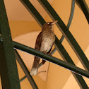 Pearly-eyed Thrasher