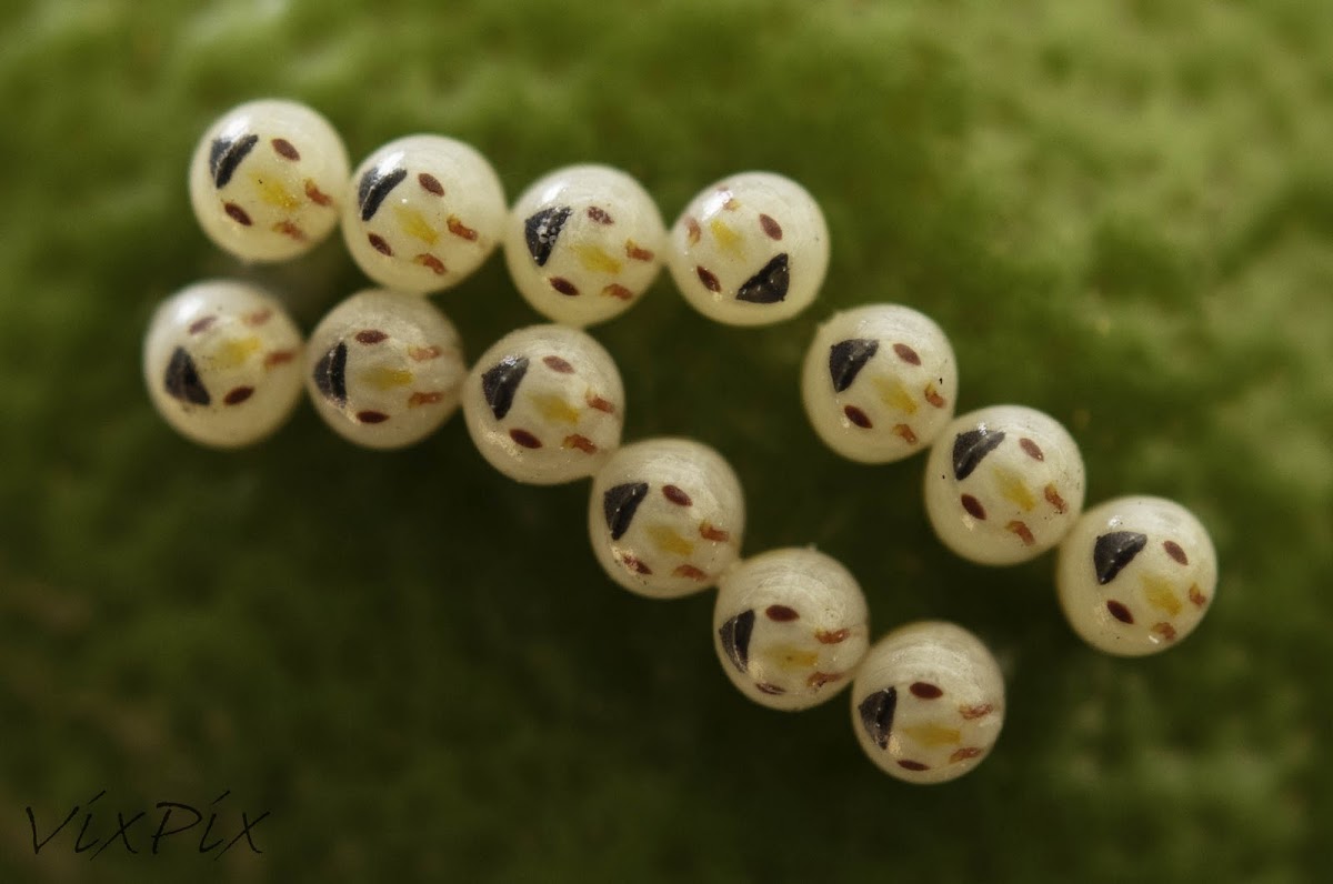 Bug Eggs