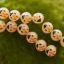 Bug Eggs