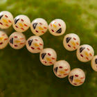Bug Eggs