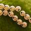 Bug Eggs