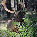 Elk