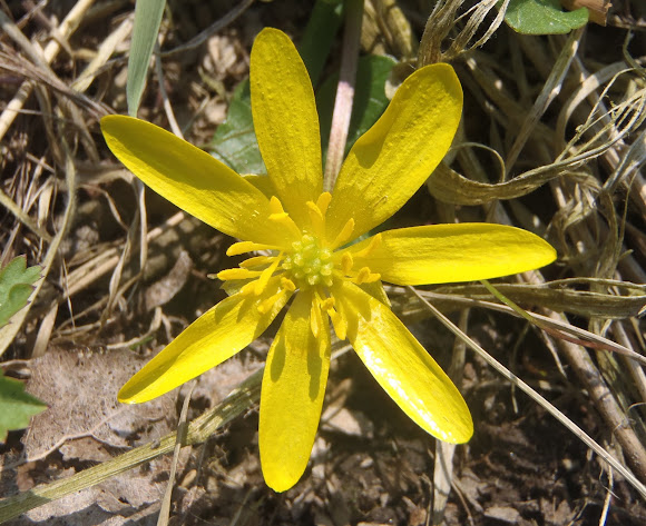Spotting Image 1