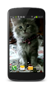 How to download Cute Kitty Video Wallpaper 1.4 mod apk for bluestacks
