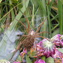 Wolf Spider with Babies