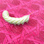 Tobacco Hornworm