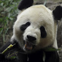 Giant Panda