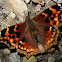 Compton Tortoiseshell, female