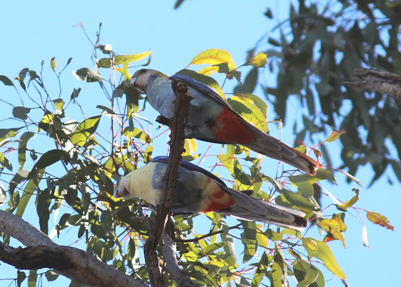 Spotting Image 1