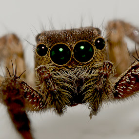 Spy by Eko Janu - Animals Insects & Spiders