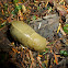 Banana Slug