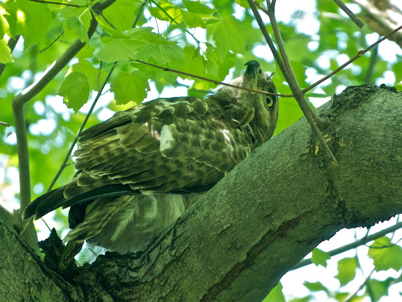Spotting Image 1