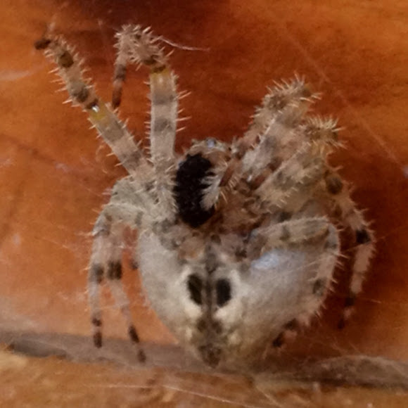 Jewel spider Project Noah