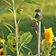 Eastern Phoebe