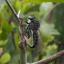 Robber Fly