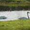 tundra swan