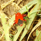 Soapberry Bug