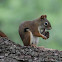Red Squirrel
