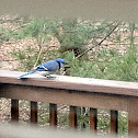 Blue Jay