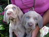 Cahorros Weimaraner Gris Plata  Junio 2011