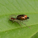 Jumping spider