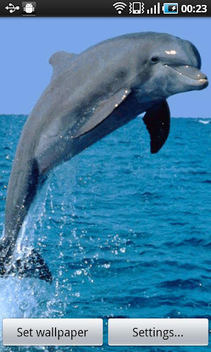 Dolphin