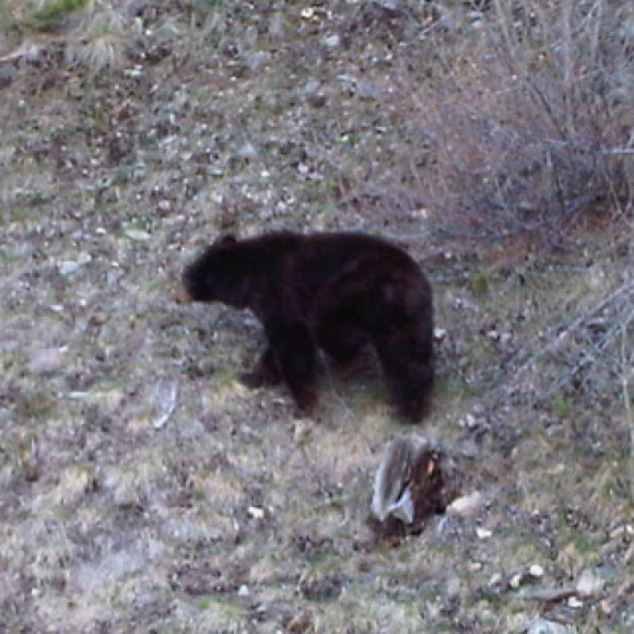 Spotting Image 1