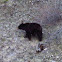 Black bear