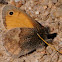 Small Heath, Níspola