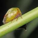 Treehoppers