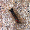 Gypsy Moth Caterpillar