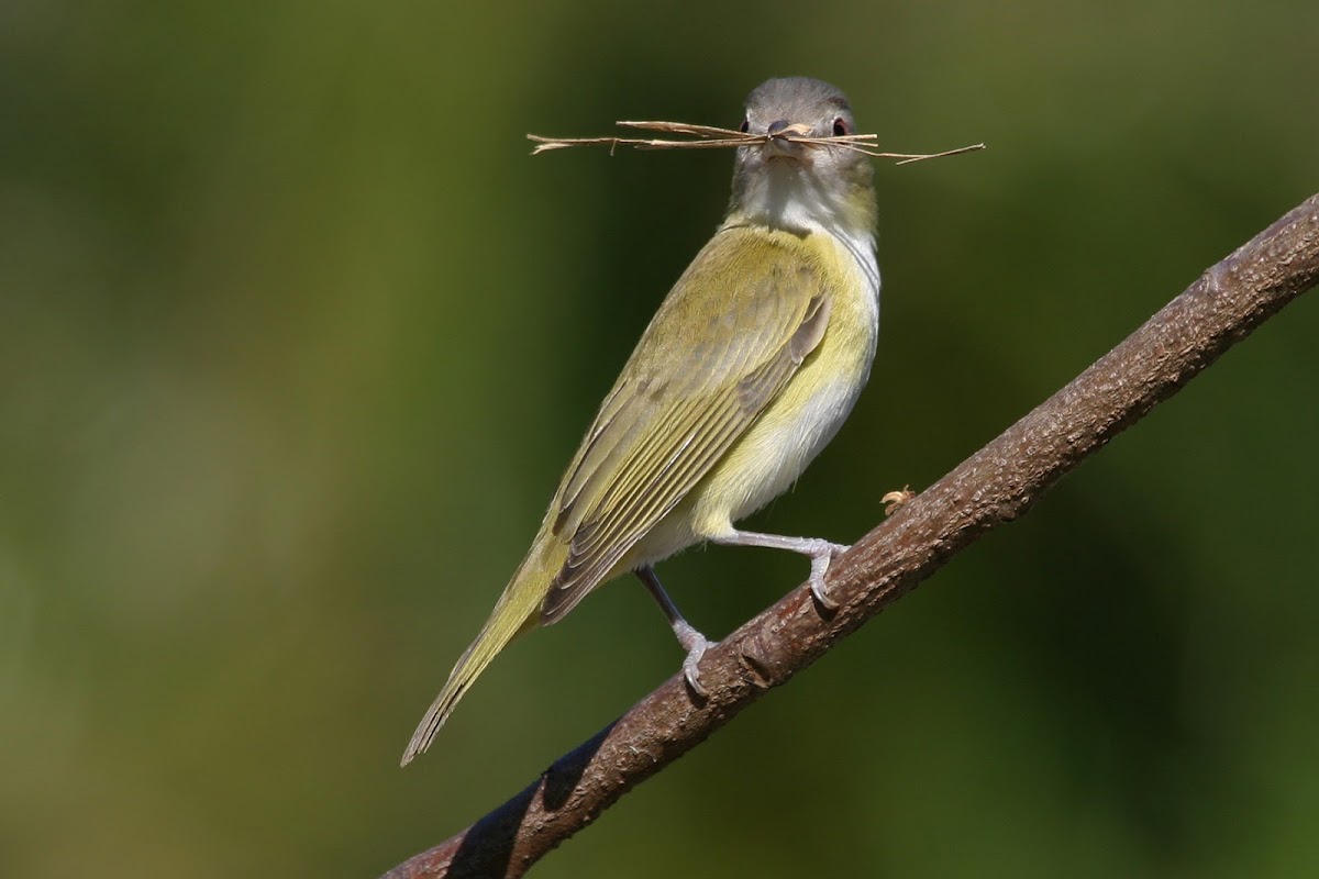 Yellow-green vireo