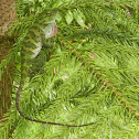 neotropical green anole