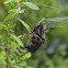 Araña tejedora