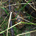 Eastern box turtle male and female