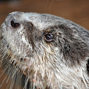 African Clawless Otter