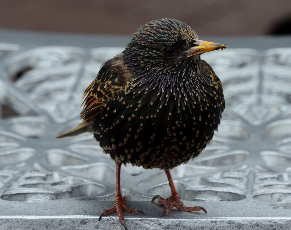 Common Starling