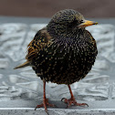 Common Starling