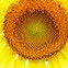Girasol