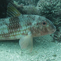 Striped red mullet